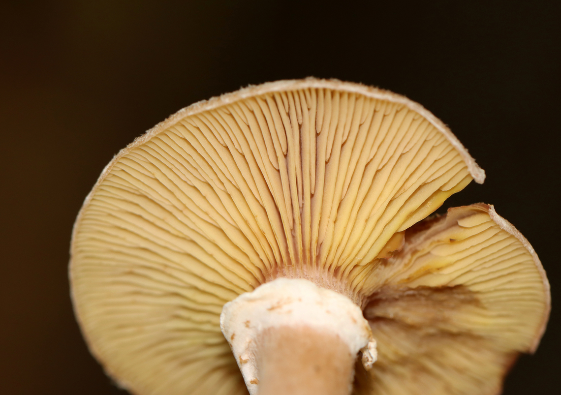 Bulbous Honey Fungus - Armillaria gallica Habitat: Growing on the ground under pine; mixed forest<br />
<figure class="photo"><a href="https://www.jungledragon.com/image/146693/bulbous_honey_fungus_-_armillaria_gallica.html" title="Bulbous Honey Fungus - Armillaria gallica"><img src="https://s3.amazonaws.com/media.jungledragon.com/images/3232/146693_thumb.jpg?AWSAccessKeyId=05GMT0V3GWVNE7GGM1R2&Expires=1759968010&Signature=2VZ%2Fw5KKsybsgpeq%2FGxa6pe7Gy8%3D" width="200" height="154" alt="Bulbous Honey Fungus - Armillaria gallica Habitat: Growing on the ground under pine; mixed forest<br />
https://www.jungledragon.com/image/146693/bulbous_honey_fungus_-_armillaria_gallica.html<br />
https://www.jungledragon.com/image/146695/bulbous_honey_fungus_-_armillaria_gallica.html<br />
https://www.jungledragon.com/image/146694/bulbous_honey_fungus_-_armillaria_gallica.html Armillaria gallica,Bulbous Honey Fungus,Fall,Geotagged,United States,armillaria,fungus,mushroom" /></a></figure><br />
<figure class="photo"><a href="https://www.jungledragon.com/image/146695/bulbous_honey_fungus_-_armillaria_gallica.html" title="Bulbous Honey Fungus - Armillaria gallica"><img src="https://s3.amazonaws.com/media.jungledragon.com/images/3232/146695_thumb.jpg?AWSAccessKeyId=05GMT0V3GWVNE7GGM1R2&Expires=1759968010&Signature=LaXxiBdHY%2BM1eo4oYXqnI%2FPpFY8%3D" width="106" height="152" alt="Bulbous Honey Fungus - Armillaria gallica Habitat: Growing on the ground under pine; mixed forest<br />
https://www.jungledragon.com/image/146693/bulbous_honey_fungus_-_armillaria_gallica.html<br />
https://www.jungledragon.com/image/146695/bulbous_honey_fungus_-_armillaria_gallica.html<br />
https://www.jungledragon.com/image/146694/bulbous_honey_fungus_-_armillaria_gallica.html Armillaria gallica,Bulbous Honey Fungus,Fall,Geotagged,United States" /></a></figure><br />
<figure class="photo"><a href="https://www.jungledragon.com/image/146694/bulbous_honey_fungus_-_armillaria_gallica.html" title="Bulbous Honey Fungus - Armillaria gallica"><img src="https://s3.amazonaws.com/media.jungledragon.com/images/3232/146694_thumb.jpg?AWSAccessKeyId=05GMT0V3GWVNE7GGM1R2&Expires=1759968010&Signature=fmzbKaOv1kEfeuxHS5ZdMmBkkNQ%3D" width="200" height="142" alt="Bulbous Honey Fungus - Armillaria gallica Habitat: Growing on the ground under pine; mixed forest<br />
https://www.jungledragon.com/image/146693/bulbous_honey_fungus_-_armillaria_gallica.html<br />
https://www.jungledragon.com/image/146695/bulbous_honey_fungus_-_armillaria_gallica.html<br />
https://www.jungledragon.com/image/146694/bulbous_honey_fungus_-_armillaria_gallica.html Armillaria gallica,Bulbous Honey Fungus,Fall,Geotagged,United States" /></a></figure> Armillaria gallica,Bulbous Honey Fungus,Fall,Geotagged,United States