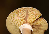 Bulbous Honey Fungus - Armillaria gallica Habitat: Growing on the ground under pine; mixed forest<br />
https://www.jungledragon.com/image/146693/bulbous_honey_fungus_-_armillaria_gallica.html<br />
https://www.jungledragon.com/image/146695/bulbous_honey_fungus_-_armillaria_gallica.html<br />
https://www.jungledragon.com/image/146694/bulbous_honey_fungus_-_armillaria_gallica.html Armillaria gallica,Bulbous Honey Fungus,Fall,Geotagged,United States