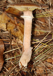 Bulbous Honey Fungus - Armillaria gallica Habitat: Growing on the ground under pine; mixed forest
https://www.jungledragon.com/image/146693/bulbous_honey_fungus_-_armillaria_gallica.html
https://www.jungledragon.com/image/146695/bulbous_honey_fungus_-_armillaria_gallica.html
https://www.jungledragon.com/image/146694/bulbous_honey_fungus_-_armillaria_gallica.html Armillaria gallica,Bulbous Honey Fungus,Fall,Geotagged,United States