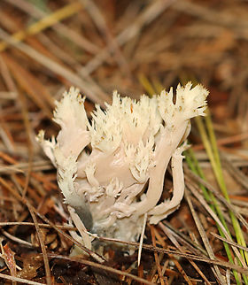 Coral Fungus - Clavulina cristata It looks like it has been parasitized by Helminthosphaeria clavariarum, but isn't too deformed yet.

Habitat: Coniferous forest Clavulina cristata,Fall,Geotagged,United States,White coral fungus,clavulina,coral fungus,fungus,mushroom