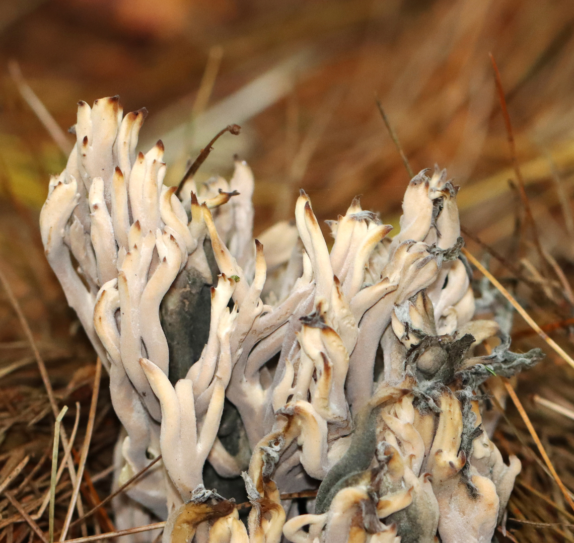 Helminthosphaeria clavariarum on Clavulina sp. This coral fungus has been parasitized by Helminthosphaeria clavariarum.<br />
<br />
Habitat: Coniferous forest<br />
<figure class="photo"><a href="https://www.jungledragon.com/image/146746/helminthosphaeria_clavariarum_on_clavulina_sp.html" title="Helminthosphaeria clavariarum on Clavulina sp."><img src="https://s3.amazonaws.com/media.jungledragon.com/images/3232/146746_thumb.jpg?AWSAccessKeyId=05GMT0V3GWVNE7GGM1R2&Expires=1759968010&Signature=WzwiEmdLiGUSRzq%2Blx7sF%2F2wAGY%3D" width="122" height="152" alt="Helminthosphaeria clavariarum on Clavulina sp. This coral fungus has been parasitized by Helminthosphaeria clavariarum.<br />
<br />
Habitat: Coniferous forest<br />
https://www.jungledragon.com/image/146745/helminthosphaeria_clavariarum_on_clavulina_sp.html Fall,Geotagged,Helminthosphaeria clavariarum,United States,clavulina,fungus,mushroom,parasitic fungus" /></a></figure> Fall,Geotagged,Helminthosphaeria clavariarum,United States