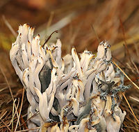 Helminthosphaeria clavariarum on Clavulina sp. This coral fungus has been parasitized by Helminthosphaeria clavariarum.<br />
<br />
Habitat: Coniferous forest<br />
https://www.jungledragon.com/image/146746/helminthosphaeria_clavariarum_on_clavulina_sp.html Fall,Geotagged,Helminthosphaeria clavariarum,United States