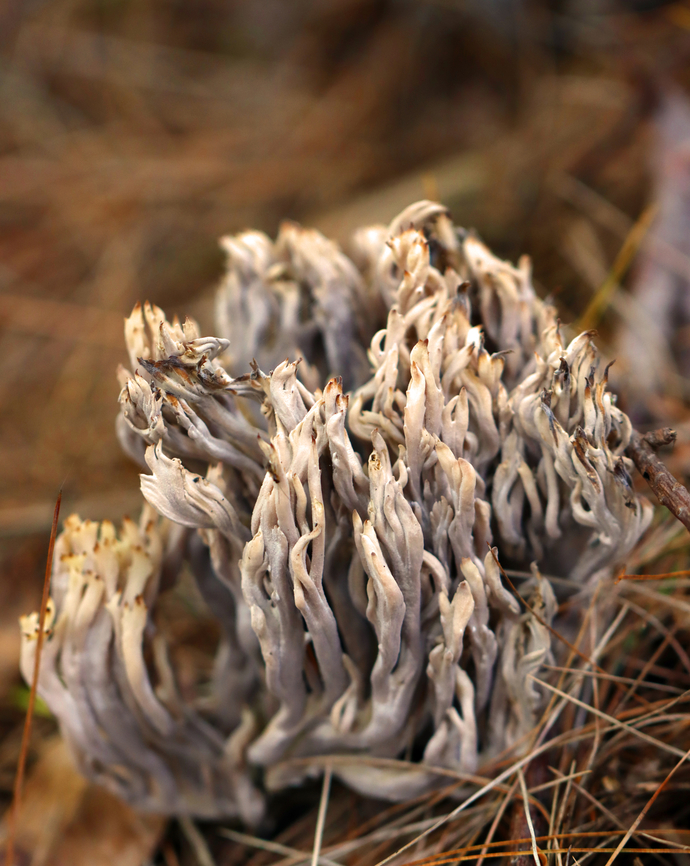 Helminthosphaeria clavariarum on Clavulina sp. This coral fungus has been parasitized by Helminthosphaeria clavariarum.<br />
<br />
Habitat: Coniferous forest<br />
<figure class="photo"><a href="https://www.jungledragon.com/image/146745/helminthosphaeria_clavariarum_on_clavulina_sp.html" title="Helminthosphaeria clavariarum on Clavulina sp."><img src="https://s3.amazonaws.com/media.jungledragon.com/images/3232/146745_thumb.jpg?AWSAccessKeyId=05GMT0V3GWVNE7GGM1R2&Expires=1759968010&Signature=0WfdA74zobFYD%2B3qVQ%2B3BBps%2BX0%3D" width="200" height="190" alt="Helminthosphaeria clavariarum on Clavulina sp. This coral fungus has been parasitized by Helminthosphaeria clavariarum.<br />
<br />
Habitat: Coniferous forest<br />
https://www.jungledragon.com/image/146746/helminthosphaeria_clavariarum_on_clavulina_sp.html Fall,Geotagged,Helminthosphaeria clavariarum,United States" /></a></figure> Fall,Geotagged,Helminthosphaeria clavariarum,United States,clavulina,fungus,mushroom,parasitic fungus