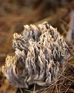 Helminthosphaeria clavariarum on Clavulina sp. This coral fungus has been parasitized by Helminthosphaeria clavariarum.

Habitat: Coniferous forest
https://www.jungledragon.com/image/146745/helminthosphaeria_clavariarum_on_clavulina_sp.html Fall,Geotagged,Helminthosphaeria clavariarum,United States,clavulina,fungus,mushroom,parasitic fungus