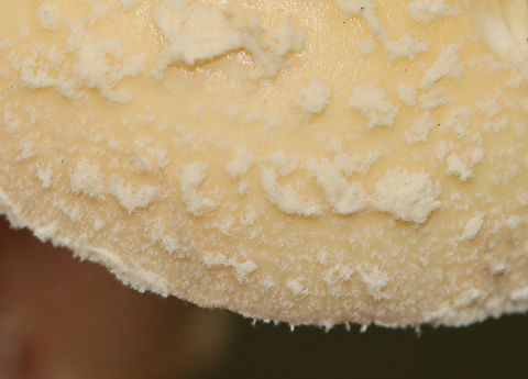 Poison Champagne Amanita - Amanita crenulata Habitat: Growing under pine
https://www.jungledragon.com/image/146748/poison_champagne_amanita_-_amanita_crenulata.html
https://www.jungledragon.com/image/146750/poison_champagne_amanita_-_amanita_crenulata.html
https://www.jungledragon.com/image/146749/poison_champagne_amanita_-_amanita_crenulata.html Amanita crenulata,Fall,Geotagged,Poison Champagne Amanita,United States,amanita,fungus,mushroom