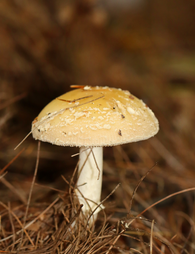 Poison Champagne Amanita - Amanita crenulata Habitat: Growing under pine<br />
<figure class="photo"><a href="https://www.jungledragon.com/image/146748/poison_champagne_amanita_-_amanita_crenulata.html" title="Poison Champagne Amanita - Amanita crenulata"><img src="https://s3.amazonaws.com/media.jungledragon.com/images/3232/146748_thumb.jpg?AWSAccessKeyId=05GMT0V3GWVNE7GGM1R2&Expires=1769040010&Signature=lbkfZLQWVNZJ7zXHz6krDqf84cY%3D" width="200" height="144" alt="Poison Champagne Amanita - Amanita crenulata Habitat: Growing under pine<br />
https://www.jungledragon.com/image/146748/poison_champagne_amanita_-_amanita_crenulata.html<br />
https://www.jungledragon.com/image/146750/poison_champagne_amanita_-_amanita_crenulata.html<br />
https://www.jungledragon.com/image/146749/poison_champagne_amanita_-_amanita_crenulata.html Amanita crenulata,Fall,Geotagged,Poison Champagne Amanita,United States,amanita,fungus,mushroom" /></a></figure><br />
<figure class="photo"><a href="https://www.jungledragon.com/image/146750/poison_champagne_amanita_-_amanita_crenulata.html" title="Poison Champagne Amanita - Amanita crenulata"><img src="https://s3.amazonaws.com/media.jungledragon.com/images/3232/146750_thumb.jpg?AWSAccessKeyId=05GMT0V3GWVNE7GGM1R2&Expires=1769040010&Signature=K%2B%2B8YuIEHUdj887SwSfnY8Ij%2FVE%3D" width="200" height="162" alt="Poison Champagne Amanita - Amanita crenulata Habitat: Growing under pine<br />
https://www.jungledragon.com/image/146748/poison_champagne_amanita_-_amanita_crenulata.html<br />
https://www.jungledragon.com/image/146750/poison_champagne_amanita_-_amanita_crenulata.html<br />
https://www.jungledragon.com/image/146749/poison_champagne_amanita_-_amanita_crenulata.html Amanita crenulata,Fall,Geotagged,Poison Champagne Amanita,United States" /></a></figure><br />
<figure class="photo"><a href="https://www.jungledragon.com/image/146749/poison_champagne_amanita_-_amanita_crenulata.html" title="Poison Champagne Amanita - Amanita crenulata"><img src="https://s3.amazonaws.com/media.jungledragon.com/images/3232/146749_thumb.jpg?AWSAccessKeyId=05GMT0V3GWVNE7GGM1R2&Expires=1769040010&Signature=Cwq1ZrHFH8Y4ttBA1Dz2QjTpXd0%3D" width="118" height="152" alt="Poison Champagne Amanita - Amanita crenulata Habitat: Growing under pine<br />
https://www.jungledragon.com/image/146748/poison_champagne_amanita_-_amanita_crenulata.html<br />
https://www.jungledragon.com/image/146750/poison_champagne_amanita_-_amanita_crenulata.html<br />
https://www.jungledragon.com/image/146749/poison_champagne_amanita_-_amanita_crenulata.html Amanita crenulata,Fall,Geotagged,Poison Champagne Amanita,United States" /></a></figure> Amanita crenulata,Fall,Geotagged,Poison Champagne Amanita,United States