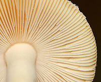 Poison Champagne Amanita - Amanita crenulata Habitat: Growing under pine<br />
https://www.jungledragon.com/image/146748/poison_champagne_amanita_-_amanita_crenulata.html<br />
https://www.jungledragon.com/image/146750/poison_champagne_amanita_-_amanita_crenulata.html<br />
https://www.jungledragon.com/image/146749/poison_champagne_amanita_-_amanita_crenulata.html Amanita crenulata,Fall,Geotagged,Poison Champagne Amanita,United States