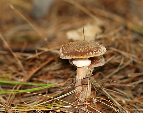 Mushrooms - Armillaria sp. I'm confused about which species this is, so have posted it on MO to try to get an ID.

Habitat: Growing under pine; coniferous forest
https://www.jungledragon.com/image/146751/mushrooms_-_armillaria_sp.html
https://www.jungledragon.com/image/146753/mushrooms_-_armillaria_sp.html
https://www.jungledragon.com/image/146752/mushrooms_-_armillaria_sp.html Fall,Geotagged,United States