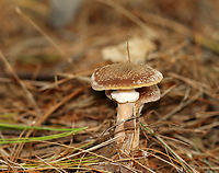 Mushrooms - Armillaria sp. I'm confused about which species this is, so have posted it on MO to try to get an ID.<br />
<br />
Habitat: Growing under pine; coniferous forest<br />
https://www.jungledragon.com/image/146751/mushrooms_-_armillaria_sp.html<br />
https://www.jungledragon.com/image/146753/mushrooms_-_armillaria_sp.html<br />
https://www.jungledragon.com/image/146752/mushrooms_-_armillaria_sp.html Fall,Geotagged,United States