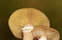 Mushrooms - Armillaria sp. I'm confused about which species this is, so have posted it on MO to try to get an ID.<br />
<br />
Habitat: Growing under pine; coniferous forest<br />
https://www.jungledragon.com/image/146751/mushrooms_-_armillaria_sp.html<br />
https://www.jungledragon.com/image/146753/mushrooms_-_armillaria_sp.html<br />
https://www.jungledragon.com/image/146752/mushrooms_-_armillaria_sp.html Fall,Geotagged,United States