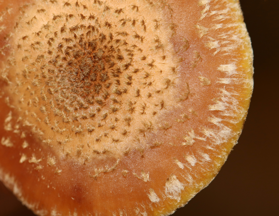 Mushrooms - Armillaria sp. I&#039;m confused about which species this is, so have posted it on MO to try to get an ID.<br />
<br />
Habitat: Growing under pine; coniferous forest<br />
<figure class="photo"><a href="https://www.jungledragon.com/image/146751/mushrooms_-_armillaria_sp.html" title="Mushrooms - Armillaria sp."><img src="https://s3.amazonaws.com/media.jungledragon.com/images/3232/146751_thumb.jpg?AWSAccessKeyId=05GMT0V3GWVNE7GGM1R2&Expires=1765411210&Signature=ymE4F6WvYdMHP9PHHIrMy6NIpBg%3D" width="200" height="158" alt="Mushrooms - Armillaria sp. I&#039;m confused about which species this is, so have posted it on MO to try to get an ID.<br />
<br />
Habitat: Growing under pine; coniferous forest<br />
https://www.jungledragon.com/image/146751/mushrooms_-_armillaria_sp.html<br />
https://www.jungledragon.com/image/146753/mushrooms_-_armillaria_sp.html<br />
https://www.jungledragon.com/image/146752/mushrooms_-_armillaria_sp.html Fall,Geotagged,United States" /></a></figure><br />
<figure class="photo"><a href="https://www.jungledragon.com/image/146753/mushrooms_-_armillaria_sp.html" title="Mushrooms - Armillaria sp."><img src="https://s3.amazonaws.com/media.jungledragon.com/images/3232/146753_thumb.jpg?AWSAccessKeyId=05GMT0V3GWVNE7GGM1R2&Expires=1765411210&Signature=URzs4JHqpwUyiF6y6mLsGSBH6Nk%3D" width="200" height="156" alt="Mushrooms - Armillaria sp. I&#039;m confused about which species this is, so have posted it on MO to try to get an ID.<br />
<br />
Habitat: Growing under pine; coniferous forest<br />
https://www.jungledragon.com/image/146751/mushrooms_-_armillaria_sp.html<br />
https://www.jungledragon.com/image/146753/mushrooms_-_armillaria_sp.html<br />
https://www.jungledragon.com/image/146752/mushrooms_-_armillaria_sp.html Armillaria,Fall,Geotagged,United States,fungus,mushroom" /></a></figure><br />
<figure class="photo"><a href="https://www.jungledragon.com/image/146752/mushrooms_-_armillaria_sp.html" title="Mushrooms - Armillaria sp."><img src="https://s3.amazonaws.com/media.jungledragon.com/images/3232/146752_thumb.jpg?AWSAccessKeyId=05GMT0V3GWVNE7GGM1R2&Expires=1765411210&Signature=S49%2FAzkQXyvoj9NSf2aqXw45vRU%3D" width="200" height="130" alt="Mushrooms - Armillaria sp. I&#039;m confused about which species this is, so have posted it on MO to try to get an ID.<br />
<br />
Habitat: Growing under pine; coniferous forest<br />
https://www.jungledragon.com/image/146751/mushrooms_-_armillaria_sp.html<br />
https://www.jungledragon.com/image/146753/mushrooms_-_armillaria_sp.html<br />
https://www.jungledragon.com/image/146752/mushrooms_-_armillaria_sp.html Fall,Geotagged,United States" /></a></figure> Armillaria,Fall,Geotagged,United States,fungus,mushroom