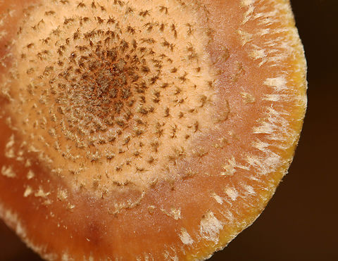 Mushrooms - Armillaria sp. I'm confused about which species this is, so have posted it on MO to try to get an ID.

Habitat: Growing under pine; coniferous forest
https://www.jungledragon.com/image/146751/mushrooms_-_armillaria_sp.html
https://www.jungledragon.com/image/146753/mushrooms_-_armillaria_sp.html
https://www.jungledragon.com/image/146752/mushrooms_-_armillaria_sp.html Armillaria,Fall,Geotagged,United States,fungus,mushroom