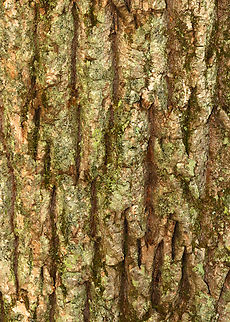 White Ash -  Fraxinus americana *Critically endangered because of damage done by the invasive emerald ash borer beetle (Agrilus planipennis), which has killed over 50 million trees in the United States. The beetle threatens the entire North American genus Fraxinus. 

Habitat: Deciduous forest Fraxinus,Fraxinus americana,Geotagged,Spring,United States,ash,white ash