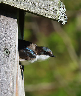 Tree Swallow - Tachycineta bicolor Habitat: Meadow Geotagged,Spring,Tachycineta,Tachycineta bicolor,Tree Swallow,United States,bird,swallow