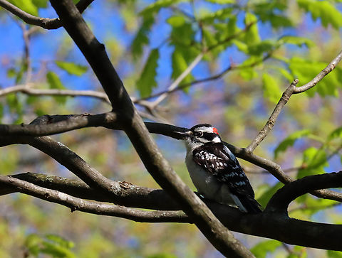 Downy Woodpecker - Dryobates pubescens Habitat: Deciduous forest Downy woodpecker,Dryobates,Dryobates pubescens,Geotagged,Spring,United States,woodpecker
