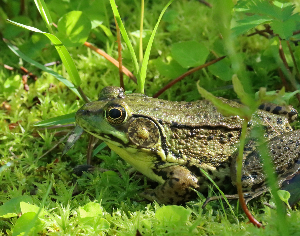 Green Frog - Lithobates clamitans Habitat: Pond edge Geotagged,Green frog,Lithobates,Lithobates clamitans,Spring,United States,frog