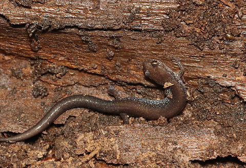 Red-backed salamander - Plethodon cinereus Habitat: Under a rotting log next to a pond; deciduous forest Geotagged,Plethodon,Plethodon cinereus,Red-backed salamander,Salamander,Spring,United States