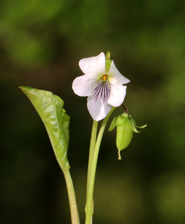 Sweet White Violet - Viola blanda Habitat: Growing near a stream in a mesic, hardwood forest<br />
<figure class="photo"><a href="https://www.jungledragon.com/image/146887/sweet_white_violet_-_viola_blanda.html" title="Sweet White Violet - Viola blanda"><img src="https://s3.amazonaws.com/media.jungledragon.com/images/3232/146887_thumb.jpg?AWSAccessKeyId=05GMT0V3GWVNE7GGM1R2&Expires=1759968010&Signature=wdI7Q0gp3Y%2FMokMkKPtooO1tN9o%3D" width="116" height="152" alt="Sweet White Violet - Viola blanda Habitat: Growing near a stream in a mesic, hardwood forest<br />
https://www.jungledragon.com/image/146883/small_white_violet_-_viola_macloskeyi.html Geotagged,Spring,Sweet White Violet,United States,Viola blanda" /></a></figure> Geotagged,Spring,United States,Viola blanda,viola,violet