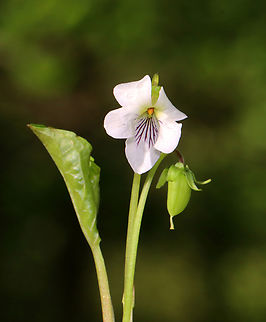 Sweet White Violet - Viola blanda Habitat: Growing near a stream in a mesic, hardwood forest
https://www.jungledragon.com/image/146887/small_white_violet_-_viola_macloskeyi.html Geotagged,Spring,United States,Viola blanda,viola,violet