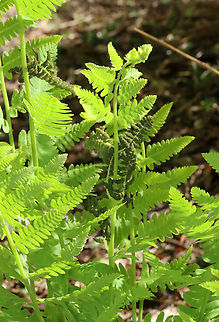 Interrupted Fern - Osmunda claytoniana Habitat: Mixed, mesic forest
https://www.jungledragon.com/image/146885/interrupted_fern_-_osmunda_claytoniana.html
https://www.jungledragon.com/image/146888/interrupted_fern_-_osmunda_claytoniana.html
https://www.jungledragon.com/image/146886/interrupted_fern_-_osmunda_claytoniana.html Geotagged,Interrupted Fern,Osmunda claytoniana,Spring,United States