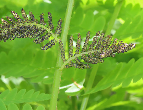 Interrupted Fern - Osmunda claytoniana Habitat: Mixed, mesic forest
https://www.jungledragon.com/image/146885/interrupted_fern_-_osmunda_claytoniana.html
https://www.jungledragon.com/image/146888/interrupted_fern_-_osmunda_claytoniana.html
https://www.jungledragon.com/image/146886/interrupted_fern_-_osmunda_claytoniana.html Geotagged,Interrupted Fern,Osmunda,Osmunda claytoniana,Spring,United States,fern