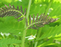 Interrupted Fern - Osmunda claytoniana Habitat: Mixed, mesic forest<br />
https://www.jungledragon.com/image/146885/interrupted_fern_-_osmunda_claytoniana.html<br />
https://www.jungledragon.com/image/146888/interrupted_fern_-_osmunda_claytoniana.html<br />
https://www.jungledragon.com/image/146886/interrupted_fern_-_osmunda_claytoniana.html Geotagged,Interrupted Fern,Osmunda,Osmunda claytoniana,Spring,United States,fern