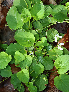 Sweet White Violet - Viola blanda Habitat: Growing near a stream in a mesic, hardwood forest
https://www.jungledragon.com/image/146883/small_white_violet_-_viola_macloskeyi.html Geotagged,Spring,Sweet White Violet,United States,Viola blanda