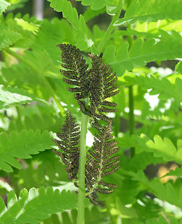 Interrupted Fern - Osmunda claytoniana Habitat: Mixed, mesic forest
https://www.jungledragon.com/image/146885/interrupted_fern_-_osmunda_claytoniana.html
https://www.jungledragon.com/image/146888/interrupted_fern_-_osmunda_claytoniana.html
https://www.jungledragon.com/image/146886/interrupted_fern_-_osmunda_claytoniana.html Geotagged,Interrupted Fern,Osmunda claytoniana,Spring,United States