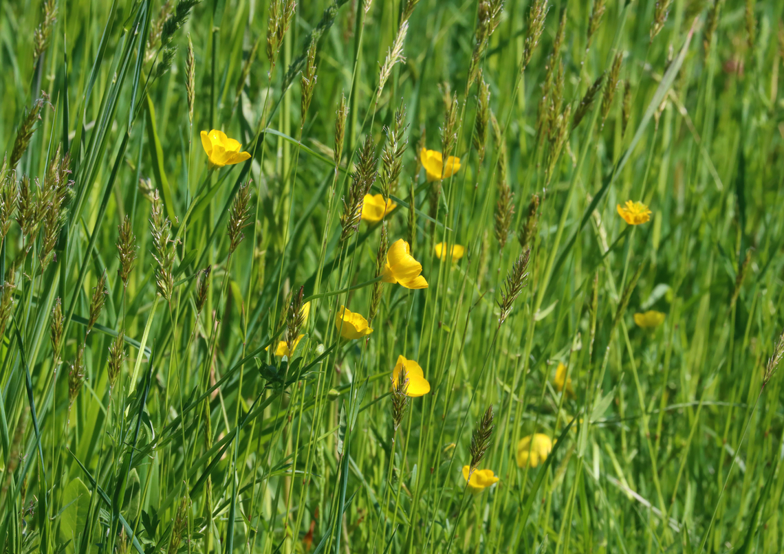 Meadow Buttercup - Ranunculus acris Habitat: Meadow Geotagged,Meadow buttercup,Ranunculus,Ranunculus acris,Spring,United States,buttercup