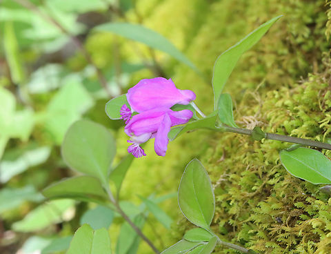 Fringed Polygala - Polygaloides paucifolia Habitat: Growing in moss beside a stream; hardwood forest Fringed polygala,Geotagged,Polygala,Polygala paucifolia,Polygaloides,Spring,United States,gaywings