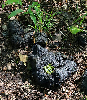 Big Pile of Black Bear (Ursus americanus) Scat Habitat: Deciduous forest Geotagged,Spring,United States,Ursus americanus,bear scat,bear sign,black bear,poop,scat,signs of wildlife,ursus