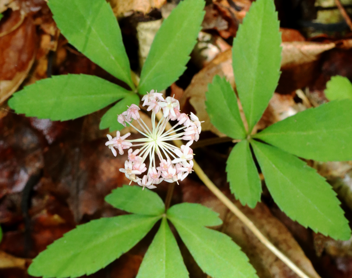 Dwarf Ginseng - Panax trifolius Habitat: Mesic, deciduous forest Dwarf ginseng,Geotagged,Panax,Panax trifolius,Spring,United States,ginseng