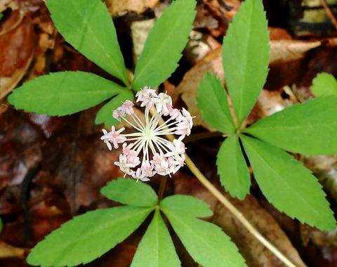 Dwarf Ginseng - Panax trifolius Habitat: Mesic, deciduous forest Dwarf ginseng,Geotagged,Panax,Panax trifolius,Spring,United States,ginseng