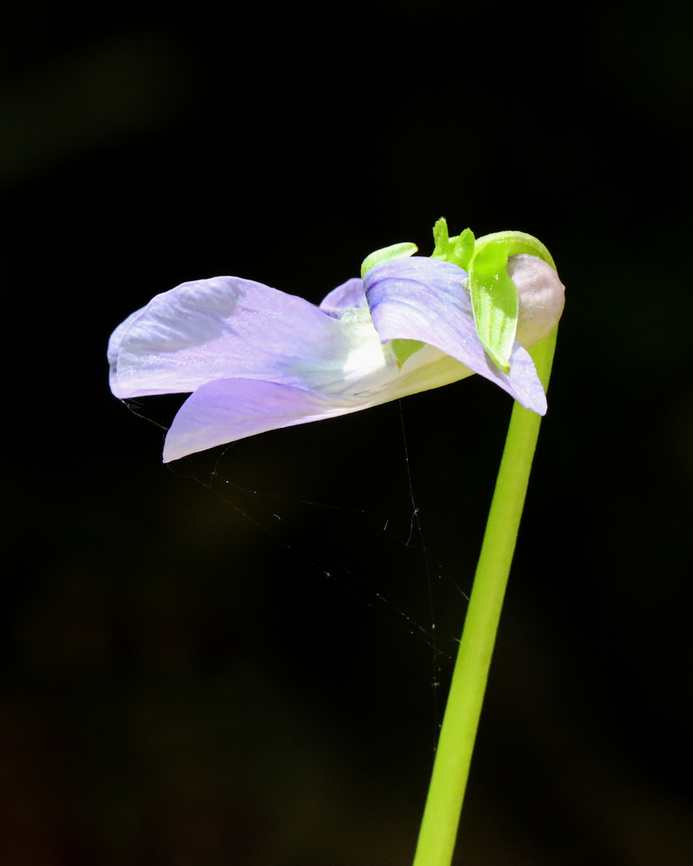 Marsh Blue Violet - Viola cucullata Habitat: Mesic forest<br />
<figure class="photo"><a href="https://www.jungledragon.com/image/146896/marsh_blue_violet_-_viola_cucullata.html" title="Marsh Blue Violet - Viola cucullata"><img src="https://s3.amazonaws.com/media.jungledragon.com/images/3232/146896_thumb.jpg?AWSAccessKeyId=05GMT0V3GWVNE7GGM1R2&Expires=1769040010&Signature=s6SgNYYktuVkv9Mfon%2BMURJ0AOA%3D" width="108" height="152" alt="Marsh Blue Violet - Viola cucullata Habitat: Mesic forest<br />
https://www.jungledragon.com/image/146895/marsh_blue_violet_-_viola_cucullata.html Geotagged,Spring,United States,Viola cucullata" /></a></figure> Geotagged,Spring,United States,Viola cucullata,marsh blue violet,viola,violet
