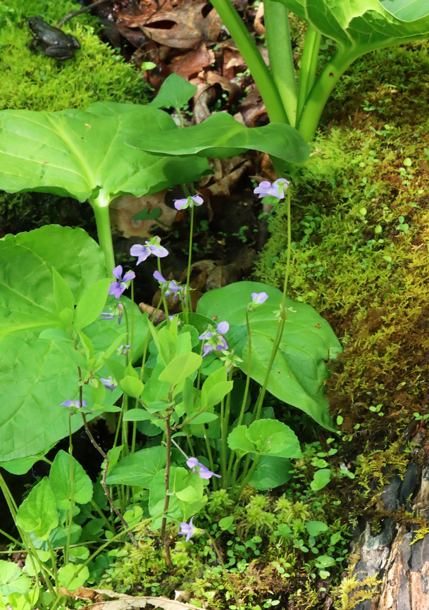 Marsh Blue Violet - Viola cucullata Habitat: Mesic forest<br />
<figure class="photo"><a href="https://www.jungledragon.com/image/146895/marsh_blue_violet_-_viola_cucullata.html" title="Marsh Blue Violet - Viola cucullata"><img src="https://s3.amazonaws.com/media.jungledragon.com/images/3232/146895_thumb.jpg?AWSAccessKeyId=05GMT0V3GWVNE7GGM1R2&Expires=1759968010&Signature=Z0KyElRq6dxjJIYF6ovS%2BIg4PMM%3D" width="122" height="152" alt="Marsh Blue Violet - Viola cucullata Habitat: Mesic forest<br />
https://www.jungledragon.com/image/146896/marsh_blue_violet_-_viola_cucullata.html Geotagged,Spring,United States,Viola cucullata,marsh blue violet,viola,violet" /></a></figure> Geotagged,Spring,United States,Viola cucullata