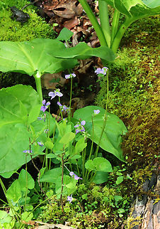 Marsh Blue Violet - Viola cucullata Habitat: Mesic forest
https://www.jungledragon.com/image/146895/marsh_blue_violet_-_viola_cucullata.html Geotagged,Spring,United States,Viola cucullata