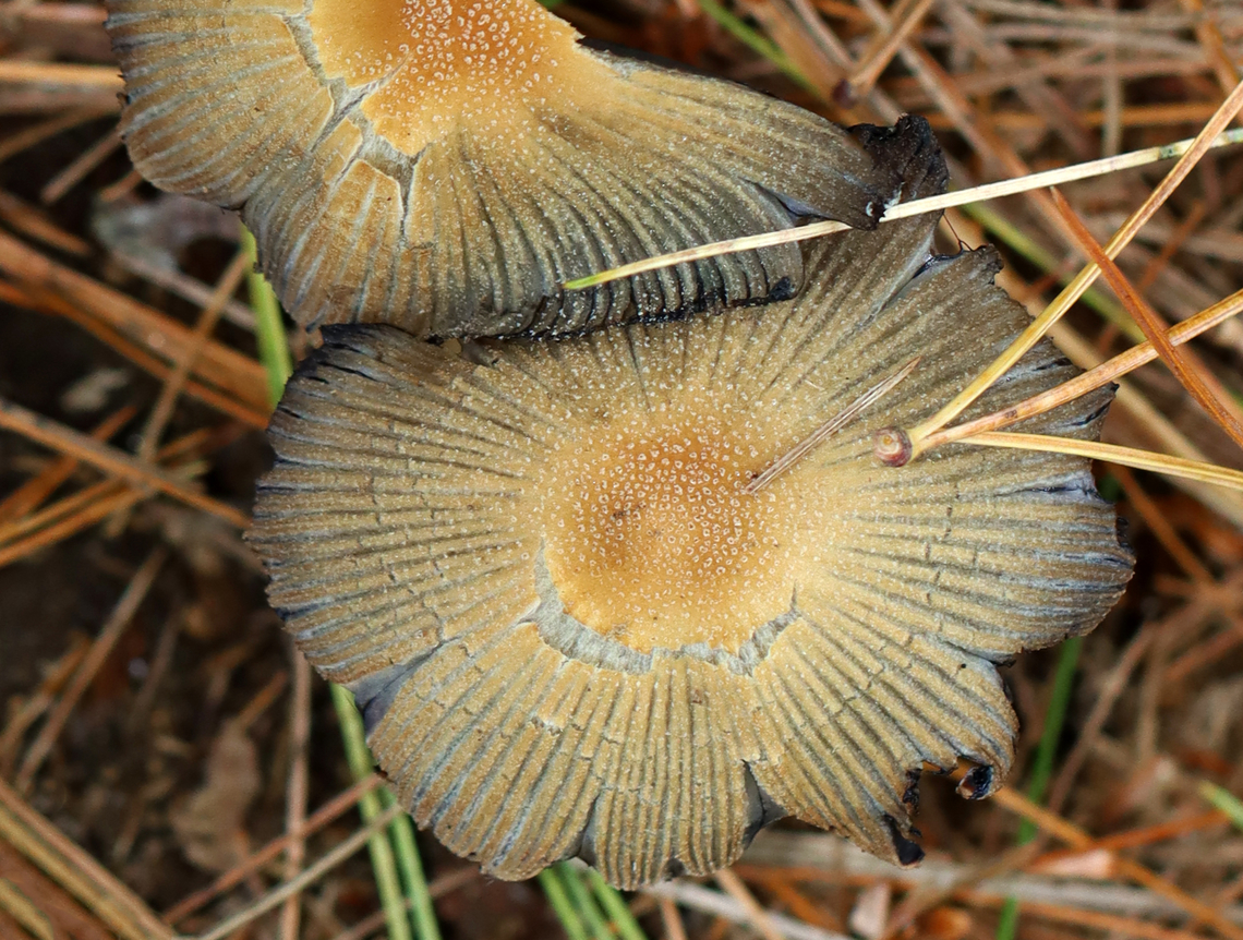 Mica Cap - Coprinellus micaceus A common species, but I rarely see it.<br />
<br />
Habitat: Growing on rotting, buried wood; coniferous forest<br />
<figure class="photo"><a href="https://www.jungledragon.com/image/146908/mica_cap_-_coprinellus_micaceus.html" title="Mica Cap - Coprinellus micaceus"><img src="https://s3.amazonaws.com/media.jungledragon.com/images/3232/146908_thumb.jpg?AWSAccessKeyId=05GMT0V3GWVNE7GGM1R2&Expires=1759968010&Signature=RHoWHL0FJYzW%2Fa2VwVBcPqKWE%2Bs%3D" width="200" height="152" alt="Mica Cap - Coprinellus micaceus A common species, but I rarely see it.<br />
<br />
Habitat: Growing on rotting, buried wood; coniferous forest<br />
https://www.jungledragon.com/image/146908/mica_cap_-_coprinellus_micaceus.html<br />
https://www.jungledragon.com/image/146913/mica_cap_-_coprinellus_micaceus.html<br />
https://www.jungledragon.com/image/146912/mica_cap_-_coprinellus_micaceus.html<br />
https://www.jungledragon.com/image/146911/mica_cap_-_coprinellus_micaceus.html<br />
https://www.jungledragon.com/image/146910/mica_cap_-_coprinellus_micaceus.html<br />
https://www.jungledragon.com/image/146909/mica_cap_-_coprinellus_micaceus.html Coprinellus,Coprinellus micaceus,Fall,Geotagged,Mica Cap,Psathyrellaceae,United States" /></a></figure><br />
<figure class="photo"><a href="https://www.jungledragon.com/image/146913/mica_cap_-_coprinellus_micaceus.html" title="Mica Cap - Coprinellus micaceus"><img src="https://s3.amazonaws.com/media.jungledragon.com/images/3232/146913_thumb.jpg?AWSAccessKeyId=05GMT0V3GWVNE7GGM1R2&Expires=1759968010&Signature=Mo7KIcv43TZtyE22vr74NvtyQ%2Bo%3D" width="200" height="154" alt="Mica Cap - Coprinellus micaceus A common species, but I rarely see it.<br />
<br />
Habitat: Growing on rotting, buried wood; coniferous forest<br />
https://www.jungledragon.com/image/146908/mica_cap_-_coprinellus_micaceus.html<br />
https://www.jungledragon.com/image/146913/mica_cap_-_coprinellus_micaceus.html<br />
https://www.jungledragon.com/image/146912/mica_cap_-_coprinellus_micaceus.html<br />
https://www.jungledragon.com/image/146911/mica_cap_-_coprinellus_micaceus.html<br />
https://www.jungledragon.com/image/146910/mica_cap_-_coprinellus_micaceus.html<br />
https://www.jungledragon.com/image/146909/mica_cap_-_coprinellus_micaceus.html Coprinellus micaceus,Fall,Geotagged,Mica Cap,United States" /></a></figure><br />
<figure class="photo"><a href="https://www.jungledragon.com/image/146912/mica_cap_-_coprinellus_micaceus.html" title="Mica Cap - Coprinellus micaceus"><img src="https://s3.amazonaws.com/media.jungledragon.com/images/3232/146912_thumb.jpg?AWSAccessKeyId=05GMT0V3GWVNE7GGM1R2&Expires=1759968010&Signature=%2B4A0M705M7AKYQC7cKk3Na%2B4kL8%3D" width="200" height="148" alt="Mica Cap - Coprinellus micaceus Habitat: Growing on rotting, buried wood; coniferous forest<br />
https://www.jungledragon.com/image/146908/mica_cap_-_coprinellus_micaceus.html<br />
https://www.jungledragon.com/image/146913/mica_cap_-_coprinellus_micaceus.html<br />
https://www.jungledragon.com/image/146912/mica_cap_-_coprinellus_micaceus.html<br />
https://www.jungledragon.com/image/146911/mica_cap_-_coprinellus_micaceus.html<br />
https://www.jungledragon.com/image/146910/mica_cap_-_coprinellus_micaceus.html<br />
https://www.jungledragon.com/image/146909/mica_cap_-_coprinellus_micaceus.html Coprinellus micaceus,Fall,Geotagged,Mica Cap,United States" /></a></figure><br />
<figure class="photo"><a href="https://www.jungledragon.com/image/146911/mica_cap_-_coprinellus_micaceus.html" title="Mica Cap - Coprinellus micaceus"><img src="https://s3.amazonaws.com/media.jungledragon.com/images/3232/146911_thumb.jpg?AWSAccessKeyId=05GMT0V3GWVNE7GGM1R2&Expires=1759968010&Signature=xgJvxjgmD%2Bj8AuMlIt2b0D9dsK4%3D" width="124" height="152" alt="Mica Cap - Coprinellus micaceus Habitat: Growing on rotting, buried wood; coniferous forest<br />
https://www.jungledragon.com/image/146908/mica_cap_-_coprinellus_micaceus.html<br />
https://www.jungledragon.com/image/146913/mica_cap_-_coprinellus_micaceus.html<br />
https://www.jungledragon.com/image/146912/mica_cap_-_coprinellus_micaceus.html<br />
https://www.jungledragon.com/image/146911/mica_cap_-_coprinellus_micaceus.html<br />
https://www.jungledragon.com/image/146910/mica_cap_-_coprinellus_micaceus.html<br />
https://www.jungledragon.com/image/146909/mica_cap_-_coprinellus_micaceus.html Coprinellus micaceus,Fall,Geotagged,Mica Cap,United States" /></a></figure><br />
<figure class="photo"><a href="https://www.jungledragon.com/image/146910/mica_cap_-_coprinellus_micaceus.html" title="Mica Cap - Coprinellus micaceus"><img src="https://s3.amazonaws.com/media.jungledragon.com/images/3232/146910_thumb.jpg?AWSAccessKeyId=05GMT0V3GWVNE7GGM1R2&Expires=1759968010&Signature=39mLWC8yQSDgzsRZXfOwi7hIXJE%3D" width="200" height="150" alt="Mica Cap - Coprinellus micaceus Habitat: Growing on rotting, buried wood; coniferous forest<br />
https://www.jungledragon.com/image/146908/mica_cap_-_coprinellus_micaceus.html<br />
https://www.jungledragon.com/image/146913/mica_cap_-_coprinellus_micaceus.html<br />
https://www.jungledragon.com/image/146912/mica_cap_-_coprinellus_micaceus.html<br />
https://www.jungledragon.com/image/146911/mica_cap_-_coprinellus_micaceus.html<br />
https://www.jungledragon.com/image/146910/mica_cap_-_coprinellus_micaceus.html<br />
https://www.jungledragon.com/image/146909/mica_cap_-_coprinellus_micaceus.html Coprinellus micaceus,Fall,Geotagged,Mica Cap,United States" /></a></figure><br />
<figure class="photo"><a href="https://www.jungledragon.com/image/146909/mica_cap_-_coprinellus_micaceus.html" title="Mica Cap - Coprinellus micaceus"><img src="https://s3.amazonaws.com/media.jungledragon.com/images/3232/146909_thumb.jpg?AWSAccessKeyId=05GMT0V3GWVNE7GGM1R2&Expires=1759968010&Signature=G1dUXURtCtBgxqPXv8ZqQEu7UZU%3D" width="200" height="192" alt="Mica Cap - Coprinellus micaceus Habitat: Growing on rotting, buried wood; coniferous forest<br />
https://www.jungledragon.com/image/146908/mica_cap_-_coprinellus_micaceus.html<br />
https://www.jungledragon.com/image/146913/mica_cap_-_coprinellus_micaceus.html<br />
https://www.jungledragon.com/image/146912/mica_cap_-_coprinellus_micaceus.html<br />
https://www.jungledragon.com/image/146911/mica_cap_-_coprinellus_micaceus.html<br />
https://www.jungledragon.com/image/146910/mica_cap_-_coprinellus_micaceus.html<br />
https://www.jungledragon.com/image/146909/mica_cap_-_coprinellus_micaceus.html Coprinellus micaceus,Fall,Geotagged,Mica Cap,United States" /></a></figure> Coprinellus,Coprinellus micaceus,Fall,Geotagged,Mica Cap,Psathyrellaceae,United States