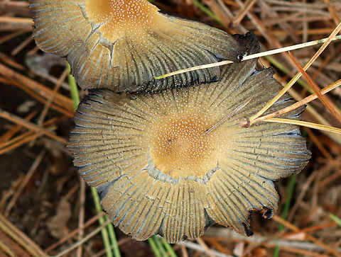 Mica Cap - Coprinellus micaceus A common species, but I rarely see it.

Habitat: Growing on rotting, buried wood; coniferous forest
https://www.jungledragon.com/image/146908/mica_cap_-_coprinellus_micaceus.html
https://www.jungledragon.com/image/146913/mica_cap_-_coprinellus_micaceus.html
https://www.jungledragon.com/image/146912/mica_cap_-_coprinellus_micaceus.html
https://www.jungledragon.com/image/146911/mica_cap_-_coprinellus_micaceus.html
https://www.jungledragon.com/image/146910/mica_cap_-_coprinellus_micaceus.html
https://www.jungledragon.com/image/146909/mica_cap_-_coprinellus_micaceus.html Coprinellus,Coprinellus micaceus,Fall,Geotagged,Mica Cap,Psathyrellaceae,United States
