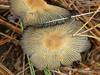 Mica Cap - Coprinellus micaceus A common species, but I rarely see it.<br />
<br />
Habitat: Growing on rotting, buried wood; coniferous forest<br />
https://www.jungledragon.com/image/146908/mica_cap_-_coprinellus_micaceus.html<br />
https://www.jungledragon.com/image/146913/mica_cap_-_coprinellus_micaceus.html<br />
https://www.jungledragon.com/image/146912/mica_cap_-_coprinellus_micaceus.html<br />
https://www.jungledragon.com/image/146911/mica_cap_-_coprinellus_micaceus.html<br />
https://www.jungledragon.com/image/146910/mica_cap_-_coprinellus_micaceus.html<br />
https://www.jungledragon.com/image/146909/mica_cap_-_coprinellus_micaceus.html Coprinellus,Coprinellus micaceus,Fall,Geotagged,Mica Cap,Psathyrellaceae,United States