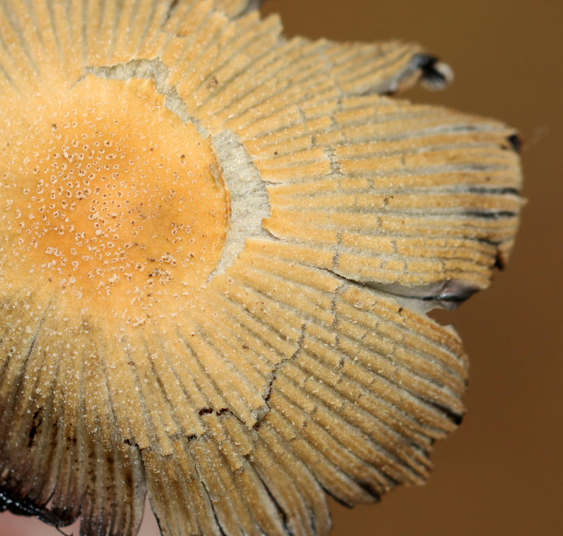 Mica Cap - Coprinellus micaceus Habitat: Growing on rotting, buried wood; coniferous forest<br />
<figure class="photo"><a href="https://www.jungledragon.com/image/146908/mica_cap_-_coprinellus_micaceus.html" title="Mica Cap - Coprinellus micaceus"><img src="https://s3.amazonaws.com/media.jungledragon.com/images/3232/146908_thumb.jpg?AWSAccessKeyId=05GMT0V3GWVNE7GGM1R2&Expires=1759968010&Signature=RHoWHL0FJYzW%2Fa2VwVBcPqKWE%2Bs%3D" width="200" height="152" alt="Mica Cap - Coprinellus micaceus A common species, but I rarely see it.<br />
<br />
Habitat: Growing on rotting, buried wood; coniferous forest<br />
https://www.jungledragon.com/image/146908/mica_cap_-_coprinellus_micaceus.html<br />
https://www.jungledragon.com/image/146913/mica_cap_-_coprinellus_micaceus.html<br />
https://www.jungledragon.com/image/146912/mica_cap_-_coprinellus_micaceus.html<br />
https://www.jungledragon.com/image/146911/mica_cap_-_coprinellus_micaceus.html<br />
https://www.jungledragon.com/image/146910/mica_cap_-_coprinellus_micaceus.html<br />
https://www.jungledragon.com/image/146909/mica_cap_-_coprinellus_micaceus.html Coprinellus,Coprinellus micaceus,Fall,Geotagged,Mica Cap,Psathyrellaceae,United States" /></a></figure><br />
<figure class="photo"><a href="https://www.jungledragon.com/image/146913/mica_cap_-_coprinellus_micaceus.html" title="Mica Cap - Coprinellus micaceus"><img src="https://s3.amazonaws.com/media.jungledragon.com/images/3232/146913_thumb.jpg?AWSAccessKeyId=05GMT0V3GWVNE7GGM1R2&Expires=1759968010&Signature=Mo7KIcv43TZtyE22vr74NvtyQ%2Bo%3D" width="200" height="154" alt="Mica Cap - Coprinellus micaceus A common species, but I rarely see it.<br />
<br />
Habitat: Growing on rotting, buried wood; coniferous forest<br />
https://www.jungledragon.com/image/146908/mica_cap_-_coprinellus_micaceus.html<br />
https://www.jungledragon.com/image/146913/mica_cap_-_coprinellus_micaceus.html<br />
https://www.jungledragon.com/image/146912/mica_cap_-_coprinellus_micaceus.html<br />
https://www.jungledragon.com/image/146911/mica_cap_-_coprinellus_micaceus.html<br />
https://www.jungledragon.com/image/146910/mica_cap_-_coprinellus_micaceus.html<br />
https://www.jungledragon.com/image/146909/mica_cap_-_coprinellus_micaceus.html Coprinellus micaceus,Fall,Geotagged,Mica Cap,United States" /></a></figure><br />
<figure class="photo"><a href="https://www.jungledragon.com/image/146912/mica_cap_-_coprinellus_micaceus.html" title="Mica Cap - Coprinellus micaceus"><img src="https://s3.amazonaws.com/media.jungledragon.com/images/3232/146912_thumb.jpg?AWSAccessKeyId=05GMT0V3GWVNE7GGM1R2&Expires=1759968010&Signature=%2B4A0M705M7AKYQC7cKk3Na%2B4kL8%3D" width="200" height="148" alt="Mica Cap - Coprinellus micaceus Habitat: Growing on rotting, buried wood; coniferous forest<br />
https://www.jungledragon.com/image/146908/mica_cap_-_coprinellus_micaceus.html<br />
https://www.jungledragon.com/image/146913/mica_cap_-_coprinellus_micaceus.html<br />
https://www.jungledragon.com/image/146912/mica_cap_-_coprinellus_micaceus.html<br />
https://www.jungledragon.com/image/146911/mica_cap_-_coprinellus_micaceus.html<br />
https://www.jungledragon.com/image/146910/mica_cap_-_coprinellus_micaceus.html<br />
https://www.jungledragon.com/image/146909/mica_cap_-_coprinellus_micaceus.html Coprinellus micaceus,Fall,Geotagged,Mica Cap,United States" /></a></figure><br />
<figure class="photo"><a href="https://www.jungledragon.com/image/146911/mica_cap_-_coprinellus_micaceus.html" title="Mica Cap - Coprinellus micaceus"><img src="https://s3.amazonaws.com/media.jungledragon.com/images/3232/146911_thumb.jpg?AWSAccessKeyId=05GMT0V3GWVNE7GGM1R2&Expires=1759968010&Signature=xgJvxjgmD%2Bj8AuMlIt2b0D9dsK4%3D" width="124" height="152" alt="Mica Cap - Coprinellus micaceus Habitat: Growing on rotting, buried wood; coniferous forest<br />
https://www.jungledragon.com/image/146908/mica_cap_-_coprinellus_micaceus.html<br />
https://www.jungledragon.com/image/146913/mica_cap_-_coprinellus_micaceus.html<br />
https://www.jungledragon.com/image/146912/mica_cap_-_coprinellus_micaceus.html<br />
https://www.jungledragon.com/image/146911/mica_cap_-_coprinellus_micaceus.html<br />
https://www.jungledragon.com/image/146910/mica_cap_-_coprinellus_micaceus.html<br />
https://www.jungledragon.com/image/146909/mica_cap_-_coprinellus_micaceus.html Coprinellus micaceus,Fall,Geotagged,Mica Cap,United States" /></a></figure><br />
<figure class="photo"><a href="https://www.jungledragon.com/image/146910/mica_cap_-_coprinellus_micaceus.html" title="Mica Cap - Coprinellus micaceus"><img src="https://s3.amazonaws.com/media.jungledragon.com/images/3232/146910_thumb.jpg?AWSAccessKeyId=05GMT0V3GWVNE7GGM1R2&Expires=1759968010&Signature=39mLWC8yQSDgzsRZXfOwi7hIXJE%3D" width="200" height="150" alt="Mica Cap - Coprinellus micaceus Habitat: Growing on rotting, buried wood; coniferous forest<br />
https://www.jungledragon.com/image/146908/mica_cap_-_coprinellus_micaceus.html<br />
https://www.jungledragon.com/image/146913/mica_cap_-_coprinellus_micaceus.html<br />
https://www.jungledragon.com/image/146912/mica_cap_-_coprinellus_micaceus.html<br />
https://www.jungledragon.com/image/146911/mica_cap_-_coprinellus_micaceus.html<br />
https://www.jungledragon.com/image/146910/mica_cap_-_coprinellus_micaceus.html<br />
https://www.jungledragon.com/image/146909/mica_cap_-_coprinellus_micaceus.html Coprinellus micaceus,Fall,Geotagged,Mica Cap,United States" /></a></figure><br />
<figure class="photo"><a href="https://www.jungledragon.com/image/146909/mica_cap_-_coprinellus_micaceus.html" title="Mica Cap - Coprinellus micaceus"><img src="https://s3.amazonaws.com/media.jungledragon.com/images/3232/146909_thumb.jpg?AWSAccessKeyId=05GMT0V3GWVNE7GGM1R2&Expires=1759968010&Signature=G1dUXURtCtBgxqPXv8ZqQEu7UZU%3D" width="200" height="192" alt="Mica Cap - Coprinellus micaceus Habitat: Growing on rotting, buried wood; coniferous forest<br />
https://www.jungledragon.com/image/146908/mica_cap_-_coprinellus_micaceus.html<br />
https://www.jungledragon.com/image/146913/mica_cap_-_coprinellus_micaceus.html<br />
https://www.jungledragon.com/image/146912/mica_cap_-_coprinellus_micaceus.html<br />
https://www.jungledragon.com/image/146911/mica_cap_-_coprinellus_micaceus.html<br />
https://www.jungledragon.com/image/146910/mica_cap_-_coprinellus_micaceus.html<br />
https://www.jungledragon.com/image/146909/mica_cap_-_coprinellus_micaceus.html Coprinellus micaceus,Fall,Geotagged,Mica Cap,United States" /></a></figure> Coprinellus micaceus,Fall,Geotagged,Mica Cap,United States