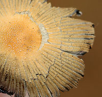 Mica Cap - Coprinellus micaceus Habitat: Growing on rotting, buried wood; coniferous forest<br />
https://www.jungledragon.com/image/146908/mica_cap_-_coprinellus_micaceus.html<br />
https://www.jungledragon.com/image/146913/mica_cap_-_coprinellus_micaceus.html<br />
https://www.jungledragon.com/image/146912/mica_cap_-_coprinellus_micaceus.html<br />
https://www.jungledragon.com/image/146911/mica_cap_-_coprinellus_micaceus.html<br />
https://www.jungledragon.com/image/146910/mica_cap_-_coprinellus_micaceus.html<br />
https://www.jungledragon.com/image/146909/mica_cap_-_coprinellus_micaceus.html Coprinellus micaceus,Fall,Geotagged,Mica Cap,United States
