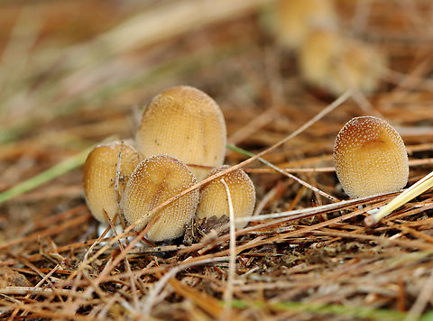 Mica Cap - Coprinellus micaceus Habitat: Growing on rotting, buried wood; coniferous forest
https://www.jungledragon.com/image/146908/mica_cap_-_coprinellus_micaceus.html
https://www.jungledragon.com/image/146913/mica_cap_-_coprinellus_micaceus.html
https://www.jungledragon.com/image/146912/mica_cap_-_coprinellus_micaceus.html
https://www.jungledragon.com/image/146911/mica_cap_-_coprinellus_micaceus.html
https://www.jungledragon.com/image/146910/mica_cap_-_coprinellus_micaceus.html
https://www.jungledragon.com/image/146909/mica_cap_-_coprinellus_micaceus.html Coprinellus micaceus,Fall,Geotagged,Mica Cap,United States