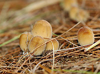 Mica Cap - Coprinellus micaceus Habitat: Growing on rotting, buried wood; coniferous forest<br />
https://www.jungledragon.com/image/146908/mica_cap_-_coprinellus_micaceus.html<br />
https://www.jungledragon.com/image/146913/mica_cap_-_coprinellus_micaceus.html<br />
https://www.jungledragon.com/image/146912/mica_cap_-_coprinellus_micaceus.html<br />
https://www.jungledragon.com/image/146911/mica_cap_-_coprinellus_micaceus.html<br />
https://www.jungledragon.com/image/146910/mica_cap_-_coprinellus_micaceus.html<br />
https://www.jungledragon.com/image/146909/mica_cap_-_coprinellus_micaceus.html Coprinellus micaceus,Fall,Geotagged,Mica Cap,United States
