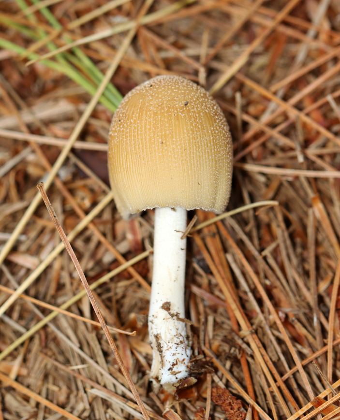 Mica Cap - Coprinellus micaceus Habitat: Growing on rotting, buried wood; coniferous forest<br />
<figure class="photo"><a href="https://www.jungledragon.com/image/146908/mica_cap_-_coprinellus_micaceus.html" title="Mica Cap - Coprinellus micaceus"><img src="https://s3.amazonaws.com/media.jungledragon.com/images/3232/146908_thumb.jpg?AWSAccessKeyId=05GMT0V3GWVNE7GGM1R2&Expires=1767225610&Signature=t3400Drx%2BfURxlLN31JQI7NMYiw%3D" width="200" height="152" alt="Mica Cap - Coprinellus micaceus A common species, but I rarely see it.<br />
<br />
Habitat: Growing on rotting, buried wood; coniferous forest<br />
https://www.jungledragon.com/image/146908/mica_cap_-_coprinellus_micaceus.html<br />
https://www.jungledragon.com/image/146913/mica_cap_-_coprinellus_micaceus.html<br />
https://www.jungledragon.com/image/146912/mica_cap_-_coprinellus_micaceus.html<br />
https://www.jungledragon.com/image/146911/mica_cap_-_coprinellus_micaceus.html<br />
https://www.jungledragon.com/image/146910/mica_cap_-_coprinellus_micaceus.html<br />
https://www.jungledragon.com/image/146909/mica_cap_-_coprinellus_micaceus.html Coprinellus,Coprinellus micaceus,Fall,Geotagged,Mica Cap,Psathyrellaceae,United States" /></a></figure><br />
<figure class="photo"><a href="https://www.jungledragon.com/image/146913/mica_cap_-_coprinellus_micaceus.html" title="Mica Cap - Coprinellus micaceus"><img src="https://s3.amazonaws.com/media.jungledragon.com/images/3232/146913_thumb.jpg?AWSAccessKeyId=05GMT0V3GWVNE7GGM1R2&Expires=1767225610&Signature=D1pWr%2FWK2lPpXN9e6RsyNO%2BSyAM%3D" width="200" height="154" alt="Mica Cap - Coprinellus micaceus A common species, but I rarely see it.<br />
<br />
Habitat: Growing on rotting, buried wood; coniferous forest<br />
https://www.jungledragon.com/image/146908/mica_cap_-_coprinellus_micaceus.html<br />
https://www.jungledragon.com/image/146913/mica_cap_-_coprinellus_micaceus.html<br />
https://www.jungledragon.com/image/146912/mica_cap_-_coprinellus_micaceus.html<br />
https://www.jungledragon.com/image/146911/mica_cap_-_coprinellus_micaceus.html<br />
https://www.jungledragon.com/image/146910/mica_cap_-_coprinellus_micaceus.html<br />
https://www.jungledragon.com/image/146909/mica_cap_-_coprinellus_micaceus.html Coprinellus micaceus,Fall,Geotagged,Mica Cap,United States" /></a></figure><br />
<figure class="photo"><a href="https://www.jungledragon.com/image/146912/mica_cap_-_coprinellus_micaceus.html" title="Mica Cap - Coprinellus micaceus"><img src="https://s3.amazonaws.com/media.jungledragon.com/images/3232/146912_thumb.jpg?AWSAccessKeyId=05GMT0V3GWVNE7GGM1R2&Expires=1767225610&Signature=ibH8EPxx38G1mBF%2BioGN3Nc00fg%3D" width="200" height="148" alt="Mica Cap - Coprinellus micaceus Habitat: Growing on rotting, buried wood; coniferous forest<br />
https://www.jungledragon.com/image/146908/mica_cap_-_coprinellus_micaceus.html<br />
https://www.jungledragon.com/image/146913/mica_cap_-_coprinellus_micaceus.html<br />
https://www.jungledragon.com/image/146912/mica_cap_-_coprinellus_micaceus.html<br />
https://www.jungledragon.com/image/146911/mica_cap_-_coprinellus_micaceus.html<br />
https://www.jungledragon.com/image/146910/mica_cap_-_coprinellus_micaceus.html<br />
https://www.jungledragon.com/image/146909/mica_cap_-_coprinellus_micaceus.html Coprinellus micaceus,Fall,Geotagged,Mica Cap,United States" /></a></figure><br />
<figure class="photo"><a href="https://www.jungledragon.com/image/146911/mica_cap_-_coprinellus_micaceus.html" title="Mica Cap - Coprinellus micaceus"><img src="https://s3.amazonaws.com/media.jungledragon.com/images/3232/146911_thumb.jpg?AWSAccessKeyId=05GMT0V3GWVNE7GGM1R2&Expires=1767225610&Signature=f4Yw4yTXL%2B%2Ff82%2BprkHdckXOCHw%3D" width="124" height="152" alt="Mica Cap - Coprinellus micaceus Habitat: Growing on rotting, buried wood; coniferous forest<br />
https://www.jungledragon.com/image/146908/mica_cap_-_coprinellus_micaceus.html<br />
https://www.jungledragon.com/image/146913/mica_cap_-_coprinellus_micaceus.html<br />
https://www.jungledragon.com/image/146912/mica_cap_-_coprinellus_micaceus.html<br />
https://www.jungledragon.com/image/146911/mica_cap_-_coprinellus_micaceus.html<br />
https://www.jungledragon.com/image/146910/mica_cap_-_coprinellus_micaceus.html<br />
https://www.jungledragon.com/image/146909/mica_cap_-_coprinellus_micaceus.html Coprinellus micaceus,Fall,Geotagged,Mica Cap,United States" /></a></figure><br />
<figure class="photo"><a href="https://www.jungledragon.com/image/146910/mica_cap_-_coprinellus_micaceus.html" title="Mica Cap - Coprinellus micaceus"><img src="https://s3.amazonaws.com/media.jungledragon.com/images/3232/146910_thumb.jpg?AWSAccessKeyId=05GMT0V3GWVNE7GGM1R2&Expires=1767225610&Signature=FWpSQXg%2FF%2FtDQsSXS%2Be5dOaWcLo%3D" width="200" height="150" alt="Mica Cap - Coprinellus micaceus Habitat: Growing on rotting, buried wood; coniferous forest<br />
https://www.jungledragon.com/image/146908/mica_cap_-_coprinellus_micaceus.html<br />
https://www.jungledragon.com/image/146913/mica_cap_-_coprinellus_micaceus.html<br />
https://www.jungledragon.com/image/146912/mica_cap_-_coprinellus_micaceus.html<br />
https://www.jungledragon.com/image/146911/mica_cap_-_coprinellus_micaceus.html<br />
https://www.jungledragon.com/image/146910/mica_cap_-_coprinellus_micaceus.html<br />
https://www.jungledragon.com/image/146909/mica_cap_-_coprinellus_micaceus.html Coprinellus micaceus,Fall,Geotagged,Mica Cap,United States" /></a></figure><br />
<figure class="photo"><a href="https://www.jungledragon.com/image/146909/mica_cap_-_coprinellus_micaceus.html" title="Mica Cap - Coprinellus micaceus"><img src="https://s3.amazonaws.com/media.jungledragon.com/images/3232/146909_thumb.jpg?AWSAccessKeyId=05GMT0V3GWVNE7GGM1R2&Expires=1767225610&Signature=toWTTPvq%2FmOs9ddYhZg2ASdOPJc%3D" width="200" height="192" alt="Mica Cap - Coprinellus micaceus Habitat: Growing on rotting, buried wood; coniferous forest<br />
https://www.jungledragon.com/image/146908/mica_cap_-_coprinellus_micaceus.html<br />
https://www.jungledragon.com/image/146913/mica_cap_-_coprinellus_micaceus.html<br />
https://www.jungledragon.com/image/146912/mica_cap_-_coprinellus_micaceus.html<br />
https://www.jungledragon.com/image/146911/mica_cap_-_coprinellus_micaceus.html<br />
https://www.jungledragon.com/image/146910/mica_cap_-_coprinellus_micaceus.html<br />
https://www.jungledragon.com/image/146909/mica_cap_-_coprinellus_micaceus.html Coprinellus micaceus,Fall,Geotagged,Mica Cap,United States" /></a></figure> Coprinellus micaceus,Fall,Geotagged,Mica Cap,United States
