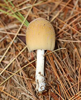 Mica Cap - Coprinellus micaceus Habitat: Growing on rotting, buried wood; coniferous forest
https://www.jungledragon.com/image/146908/mica_cap_-_coprinellus_micaceus.html
https://www.jungledragon.com/image/146913/mica_cap_-_coprinellus_micaceus.html
https://www.jungledragon.com/image/146912/mica_cap_-_coprinellus_micaceus.html
https://www.jungledragon.com/image/146911/mica_cap_-_coprinellus_micaceus.html
https://www.jungledragon.com/image/146910/mica_cap_-_coprinellus_micaceus.html
https://www.jungledragon.com/image/146909/mica_cap_-_coprinellus_micaceus.html Coprinellus micaceus,Fall,Geotagged,Mica Cap,United States