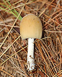 Mica Cap - Coprinellus micaceus Habitat: Growing on rotting, buried wood; coniferous forest<br />
https://www.jungledragon.com/image/146908/mica_cap_-_coprinellus_micaceus.html<br />
https://www.jungledragon.com/image/146913/mica_cap_-_coprinellus_micaceus.html<br />
https://www.jungledragon.com/image/146912/mica_cap_-_coprinellus_micaceus.html<br />
https://www.jungledragon.com/image/146911/mica_cap_-_coprinellus_micaceus.html<br />
https://www.jungledragon.com/image/146910/mica_cap_-_coprinellus_micaceus.html<br />
https://www.jungledragon.com/image/146909/mica_cap_-_coprinellus_micaceus.html Coprinellus micaceus,Fall,Geotagged,Mica Cap,United States