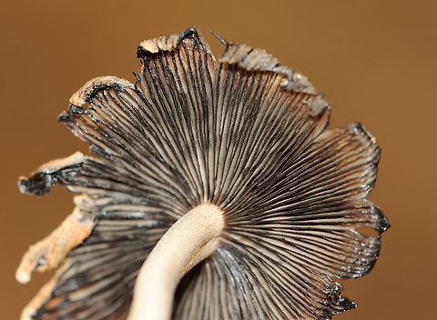 Mica Cap - Coprinellus micaceus Habitat: Growing on rotting, buried wood; coniferous forest
https://www.jungledragon.com/image/146908/mica_cap_-_coprinellus_micaceus.html
https://www.jungledragon.com/image/146913/mica_cap_-_coprinellus_micaceus.html
https://www.jungledragon.com/image/146912/mica_cap_-_coprinellus_micaceus.html
https://www.jungledragon.com/image/146911/mica_cap_-_coprinellus_micaceus.html
https://www.jungledragon.com/image/146910/mica_cap_-_coprinellus_micaceus.html
https://www.jungledragon.com/image/146909/mica_cap_-_coprinellus_micaceus.html Coprinellus micaceus,Fall,Geotagged,Mica Cap,United States