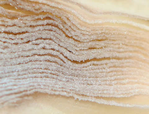 Mica Cap - Coprinellus micaceus A common species, but I rarely see it.

Habitat: Growing on rotting, buried wood; coniferous forest
https://www.jungledragon.com/image/146908/mica_cap_-_coprinellus_micaceus.html
https://www.jungledragon.com/image/146913/mica_cap_-_coprinellus_micaceus.html
https://www.jungledragon.com/image/146912/mica_cap_-_coprinellus_micaceus.html
https://www.jungledragon.com/image/146911/mica_cap_-_coprinellus_micaceus.html
https://www.jungledragon.com/image/146910/mica_cap_-_coprinellus_micaceus.html
https://www.jungledragon.com/image/146909/mica_cap_-_coprinellus_micaceus.html Coprinellus micaceus,Fall,Geotagged,Mica Cap,United States