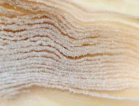 Mica Cap - Coprinellus micaceus A common species, but I rarely see it.<br />
<br />
Habitat: Growing on rotting, buried wood; coniferous forest<br />
https://www.jungledragon.com/image/146908/mica_cap_-_coprinellus_micaceus.html<br />
https://www.jungledragon.com/image/146913/mica_cap_-_coprinellus_micaceus.html<br />
https://www.jungledragon.com/image/146912/mica_cap_-_coprinellus_micaceus.html<br />
https://www.jungledragon.com/image/146911/mica_cap_-_coprinellus_micaceus.html<br />
https://www.jungledragon.com/image/146910/mica_cap_-_coprinellus_micaceus.html<br />
https://www.jungledragon.com/image/146909/mica_cap_-_coprinellus_micaceus.html Coprinellus micaceus,Fall,Geotagged,Mica Cap,United States