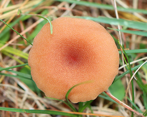 The Deceiver - Laccaria laccata Habitat: Growing on the ground at the edge of a coniferous forest and meadow.
https://www.jungledragon.com/image/146914/the_deceiver_-_laccaria_laccata.html
https://www.jungledragon.com/image/146916/the_deceiver_-_laccaria_laccata.html
https://www.jungledragon.com/image/146915/the_deceiver_-_laccaria_laccata.html Fall,Geotagged,Laccaria laccata,United States,Waxy laccaria